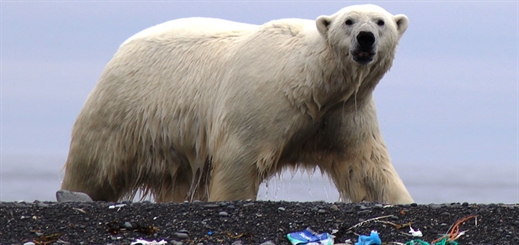 AECO to reduce single-use plastics on Arctic expedition cruise vessels