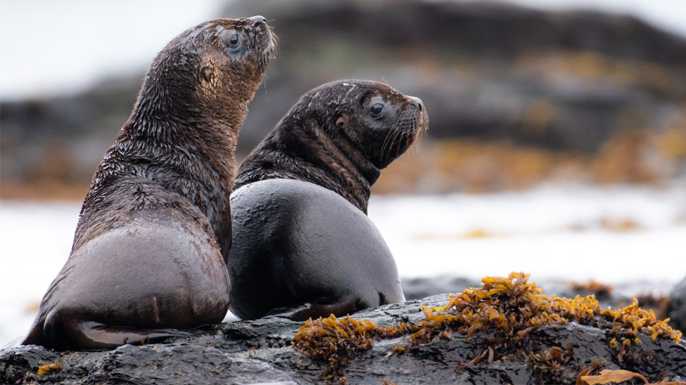 Uncover the natural wonders of the Falkland Islands