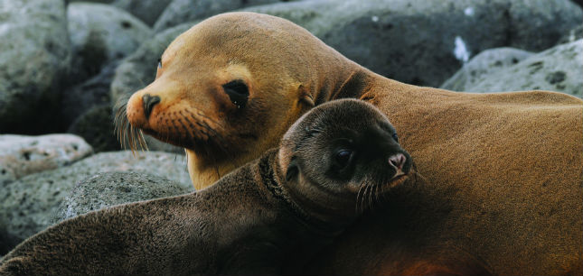 Silver Galapagos launches 