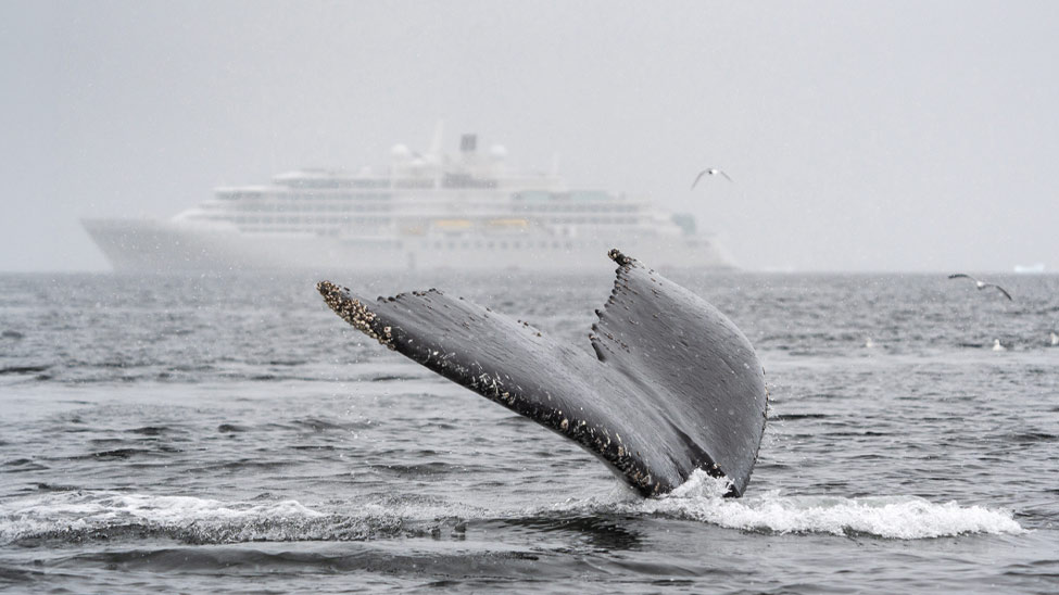 MSC Seascape