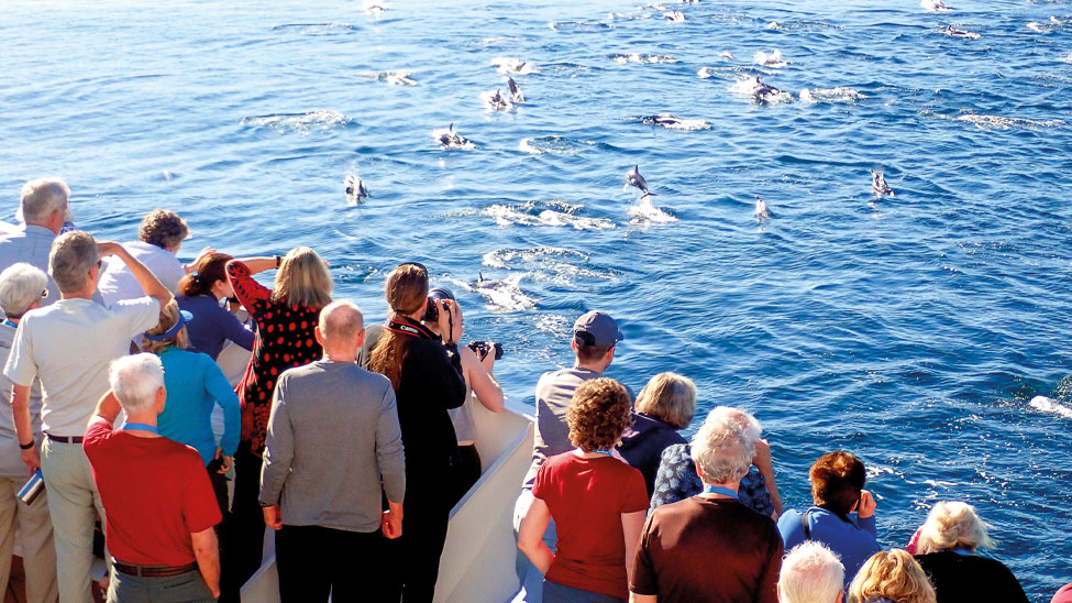 Seals in the Sea of Cortez